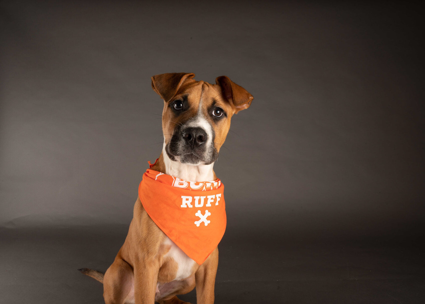 PUPPY BOWL XVII